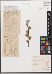 Foto von Salix alba L. x Salix purpurea L.